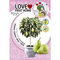 Los mejores  - Peral enano Garden Pearl Natural